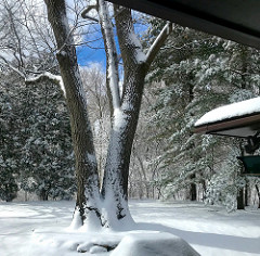 Snow covers the trees in the middle of April in Faircrest, Madison, Wisconsin.